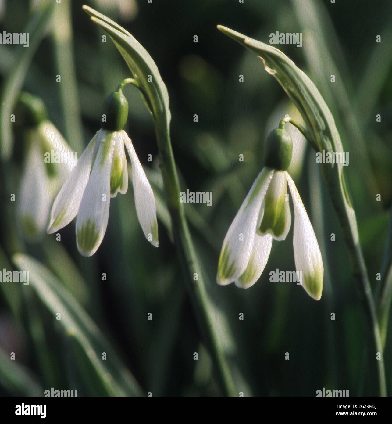 Rare Snowdrop High Resolution Stock Photography And Images Alamy