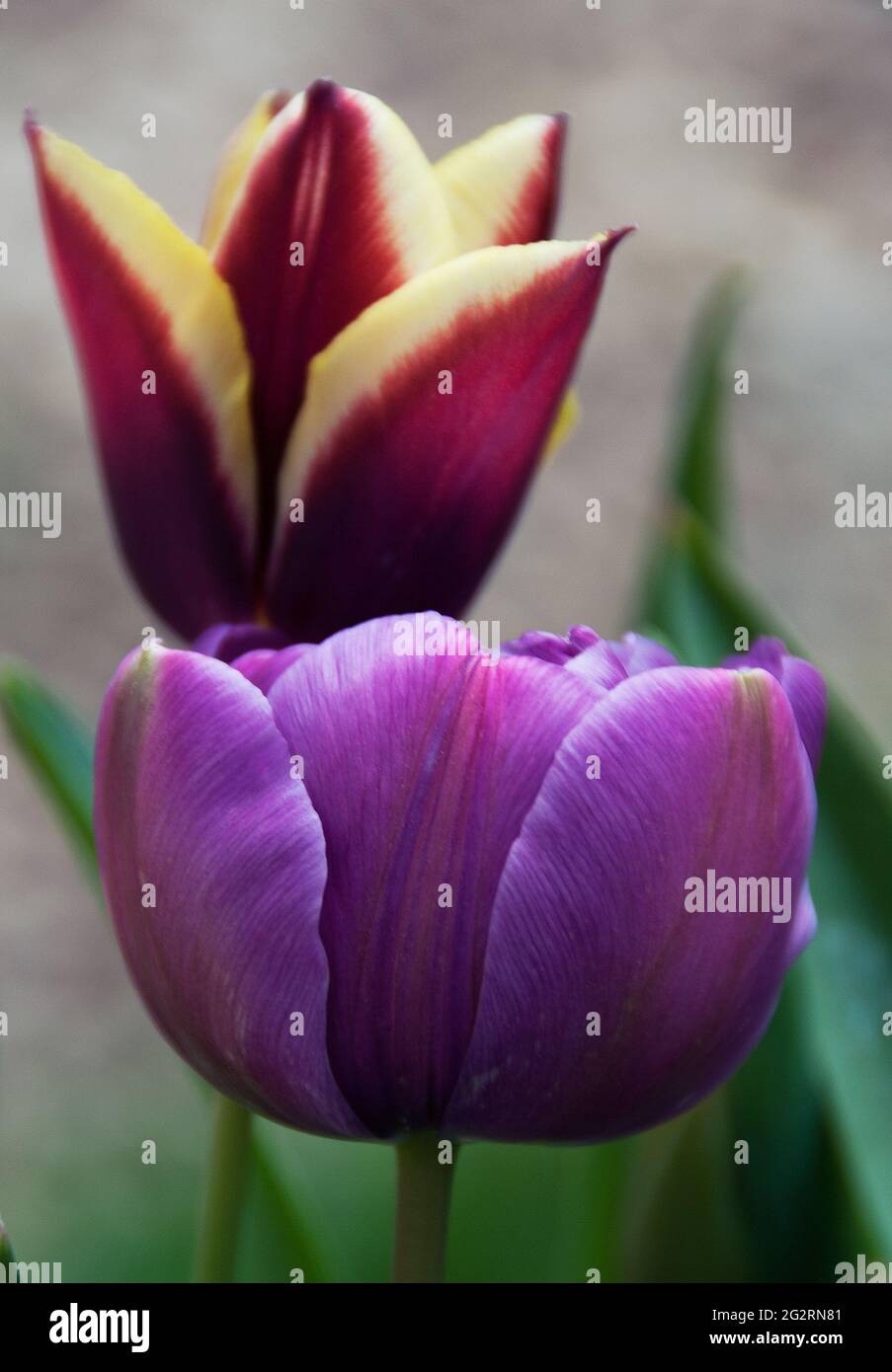 Tulipa' Blue Parrot' & Tulipa 'Gavota' Stock Photo