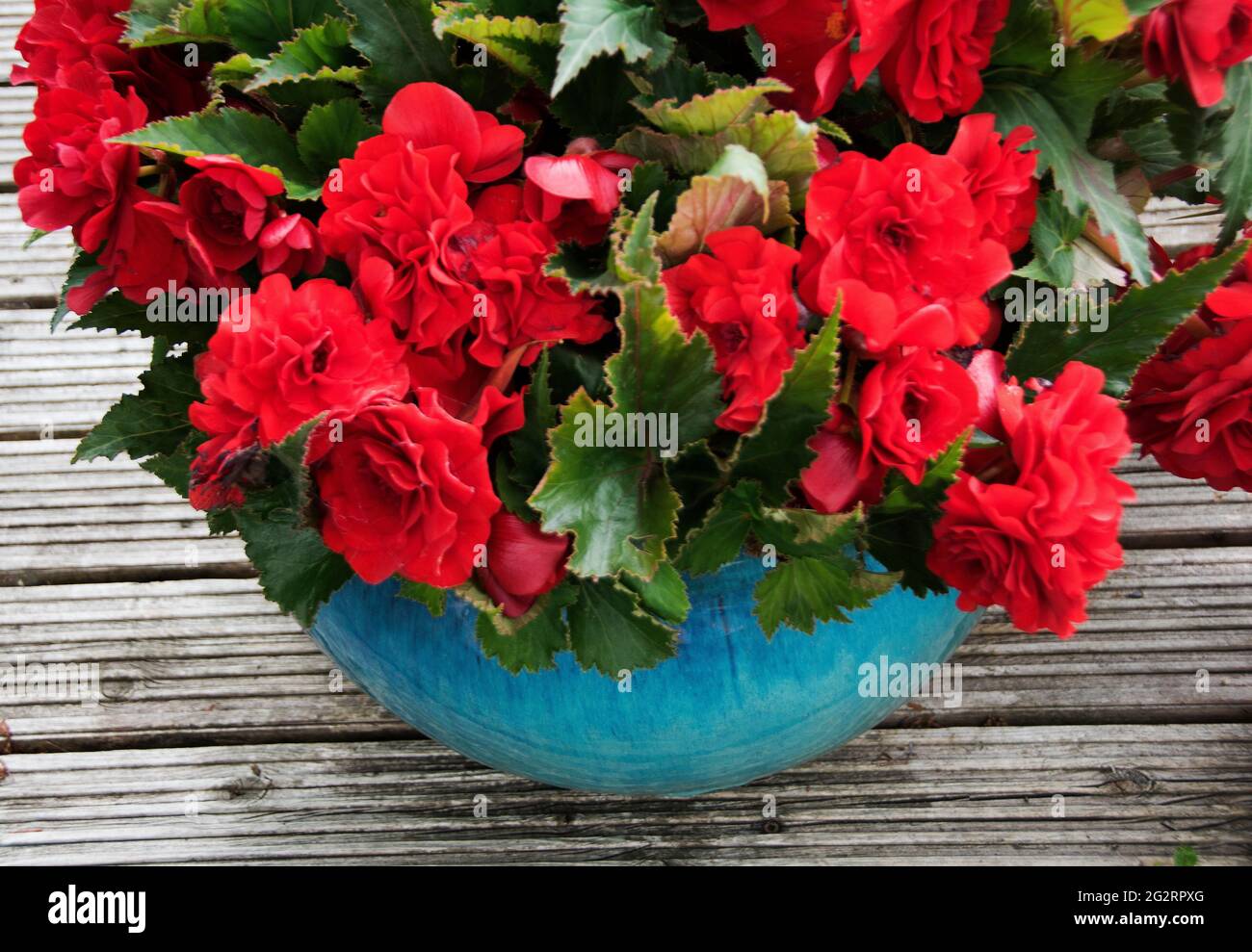 Begonia 'Non Stop Scarlet Red ' Stock Photo