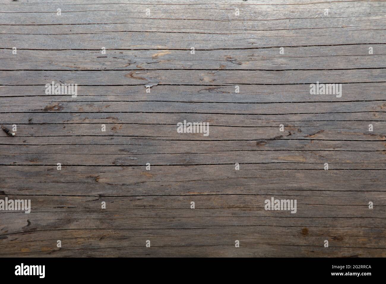 Tree log detail shot hi-res stock photography and images - Alamy