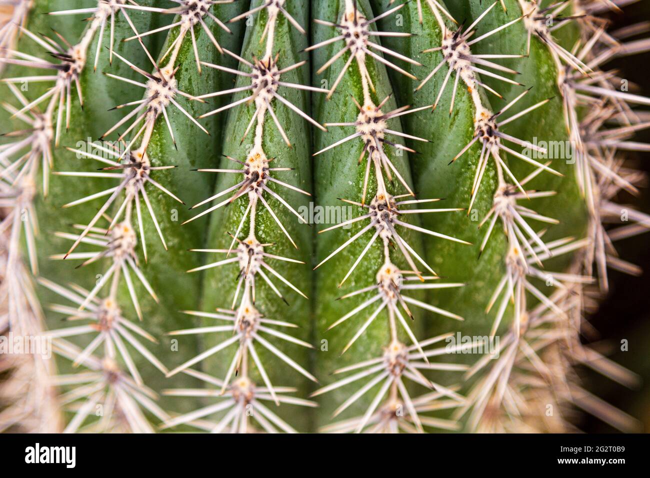Cactus plant large frame . Green cactus. needle Stock Photo