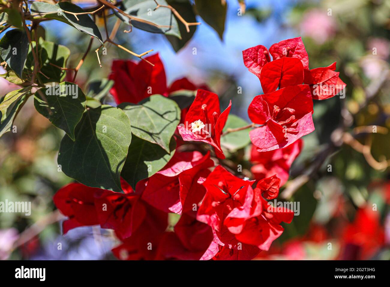 Flores Bugambilia blooming bougainvillea. Close-up of bougainvilleas  blooming outdoors A photo of bougainvilleas blooming outdoors. Focus is on  red leaves. Bugambilias (Photo by Luis Gutierrez/ Norte Photo Stock Photo -  Alamy