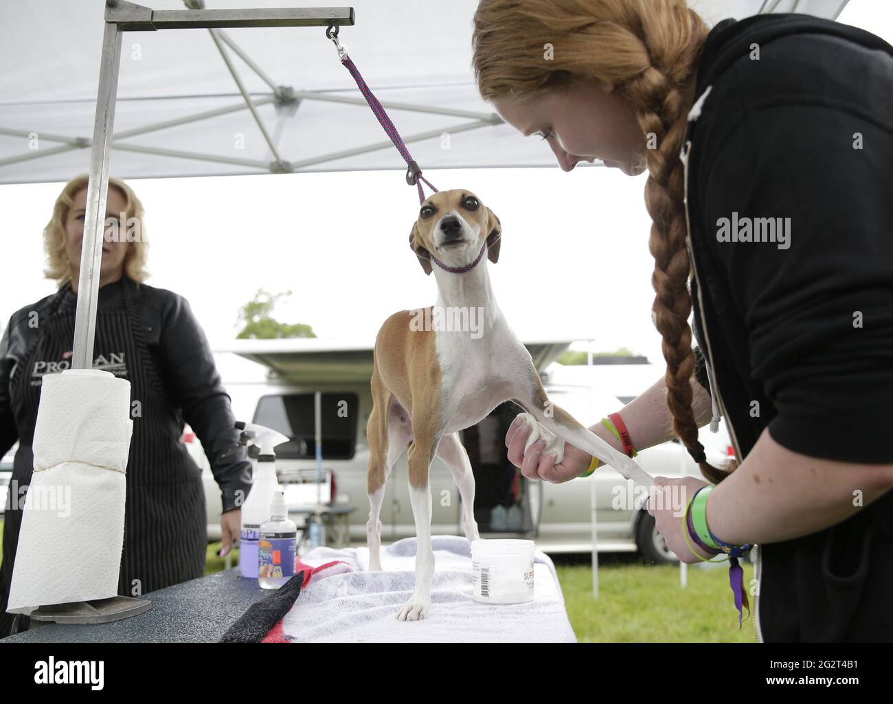Tarrytown, United States. 12th June, 2021. An Italian Greyhound gets groomed in the benching area at the 145th annual Westminster Kennel Club Dog Show at the Lyndhurst Estate in Tarrytown, New York on Saturday, June12, 2021. This years Westminster Dog Show was delayed due to COVID-19 and next years competition will return again to Madison Square Garden. Photo by John Angelillo/UPI Credit: UPI/Alamy Live News Stock Photo
