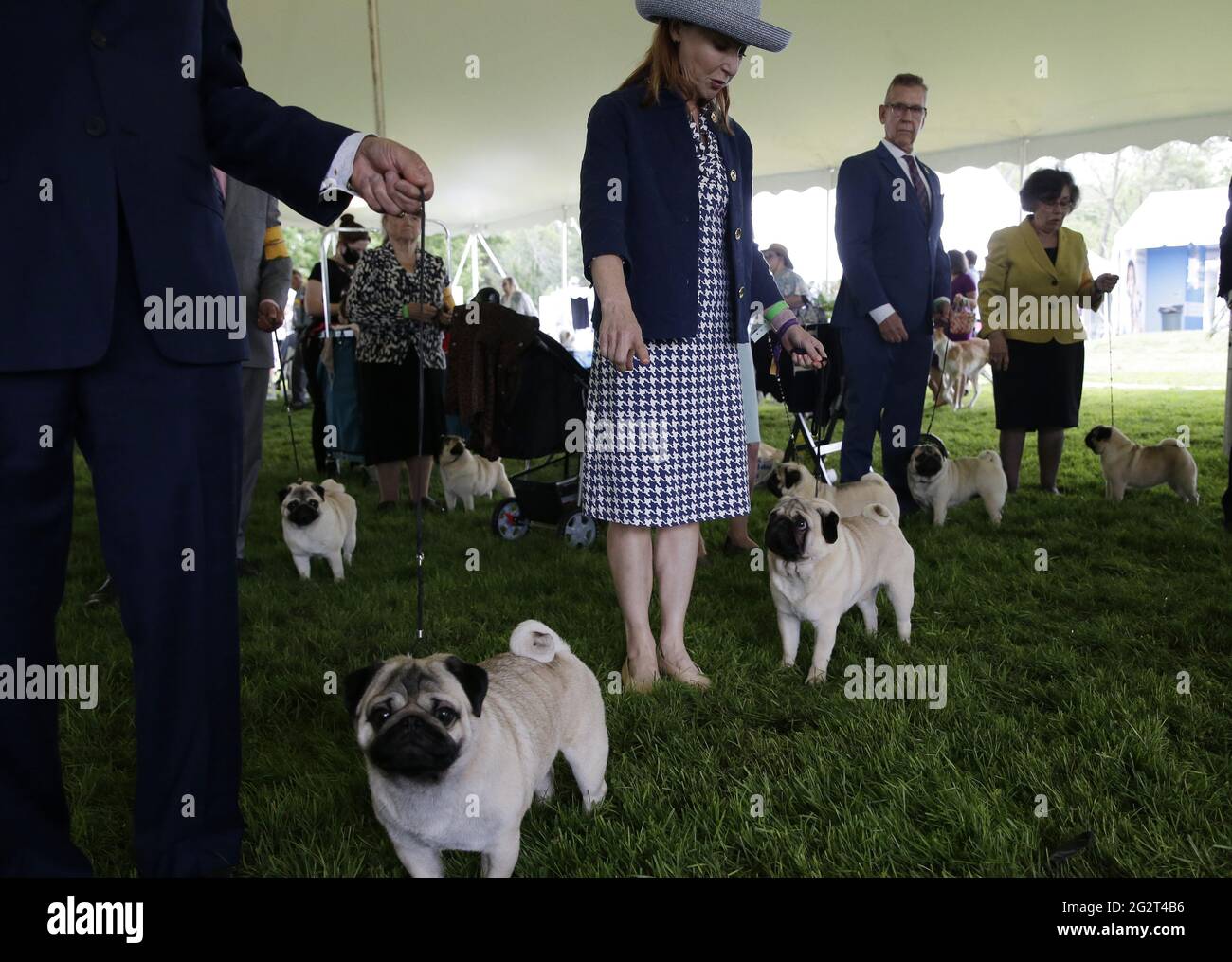 Westminster dog show hires stock photography and images Alamy