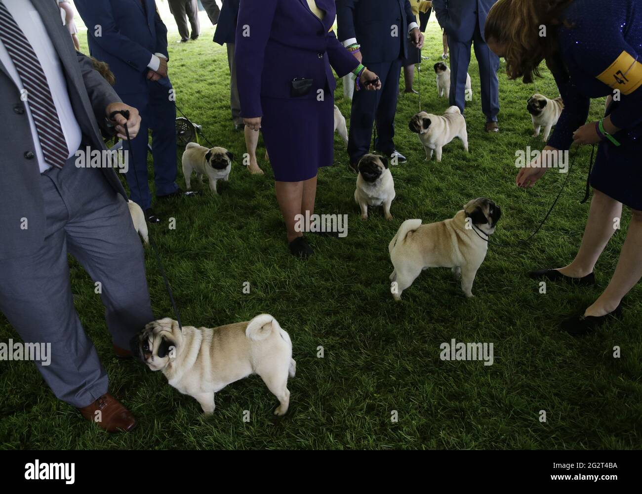 Westminster dog show hires stock photography and images Alamy