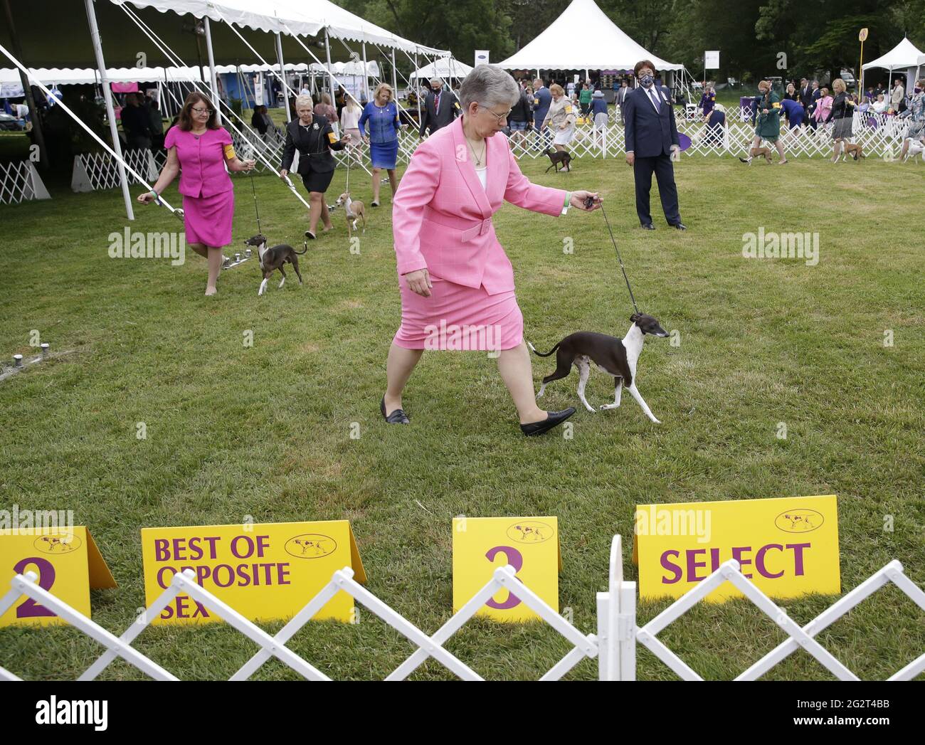 Tarrytown, United States. 12th June, 2021. Italian Greyhounds compete