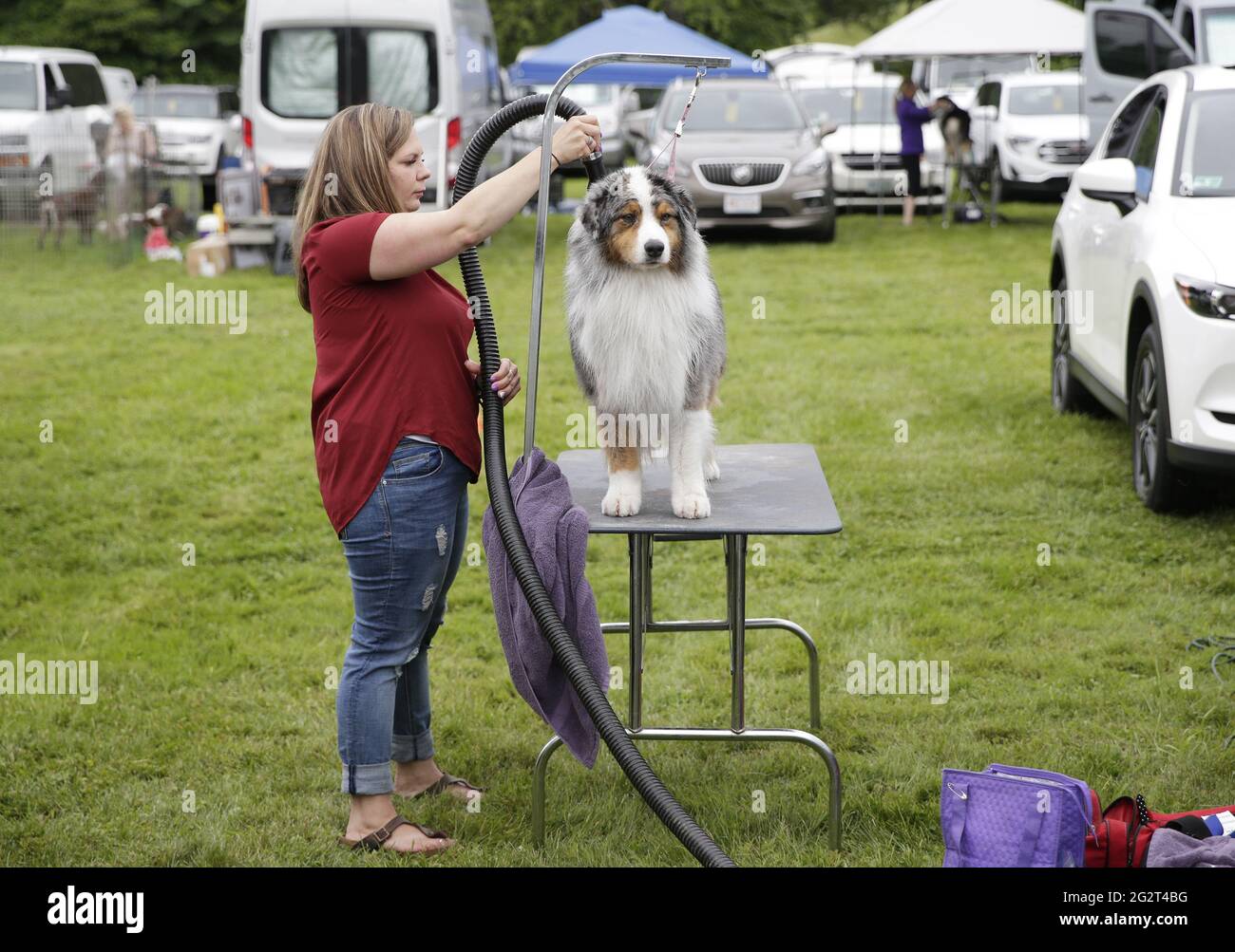 Tarrytown, United States. 12th June, 2021. An Australian Shepherd gets groomed in the benching area at the 145th annual Westminster Kennel Club Dog Show at the Lyndhurst Estate in Tarrytown, New York on Saturday, June12, 2021. This years Westminster Dog Show was delayed due to COVID-19 and next years competition will return again to Madison Square Garden. Photo by John Angelillo/UPI Credit: UPI/Alamy Live News Stock Photo