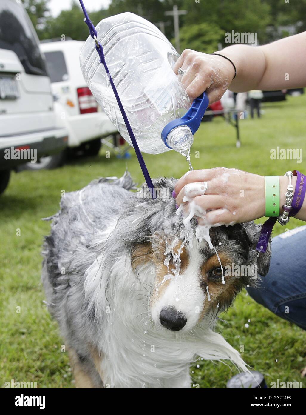 Tarrytown, United States. 12th June, 2021. Marcus the Australian Shepherd gets groomed with a bath in the benching area at the 145th annual Westminster Kennel Club Dog Show at the Lyndhurst Estate in Tarrytown, New York on Saturday, June12, 2021. This years Westminster Dog Show was delayed due to COVID-19 and next years competition will return again to Madison Square Garden. Photo by John Angelillo/UPI Credit: UPI/Alamy Live News Stock Photo