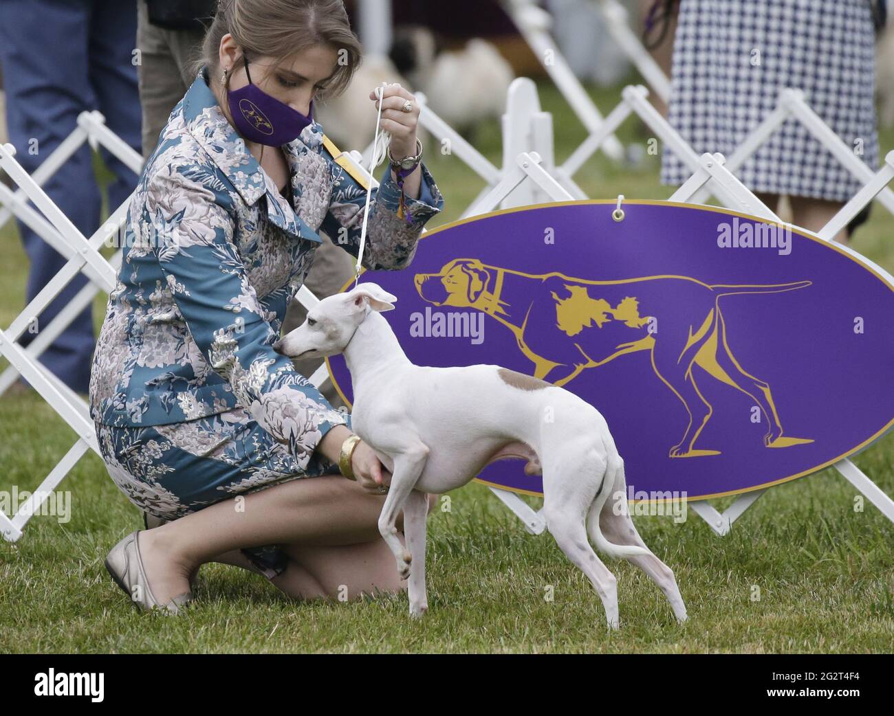 Tarrytown, United States. 12th June, 2021. An Italian Greyhounds