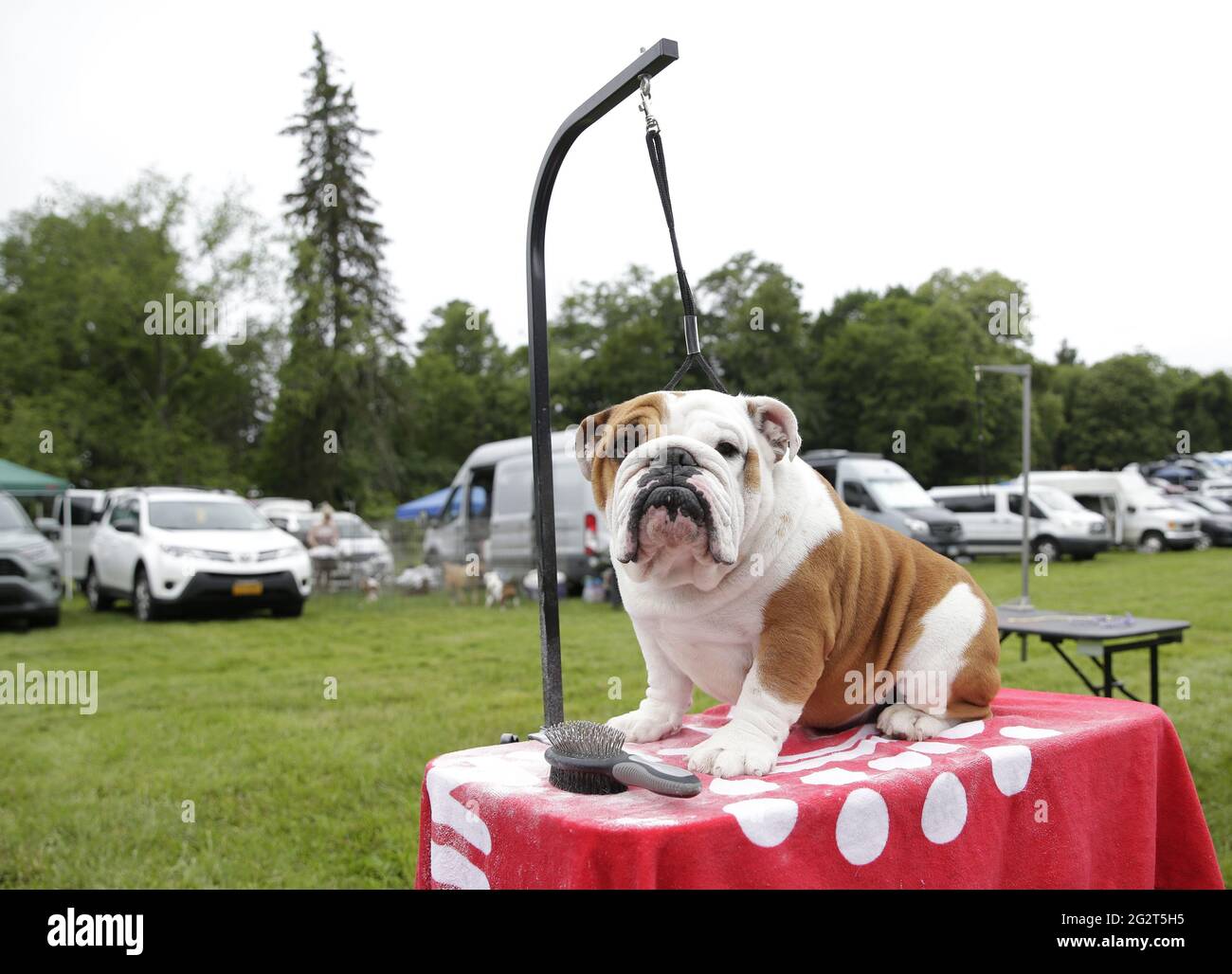 Tarrytown, United States. 12th June, 2021. Noah the Bulldog gets groomed with a bath in the benching area at the 145th annual Westminster Kennel Club Dog Show at the Lyndhurst Estate in Tarrytown, New York on Saturday, June12, 2021. This years Westminster Dog Show was delayed due to COVID-19 and next years competition will return again to Madison Square Garden. Photo by John Angelillo/UPI Credit: UPI/Alamy Live News Stock Photo