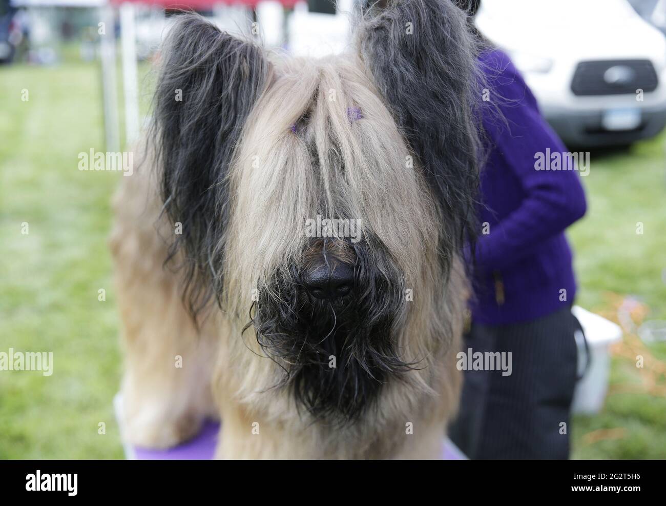 Tarrytown, United States. 12th June, 2021. Harrold the Briard gets groomed in the benching area at the 145th annual Westminster Kennel Club Dog Show at the Lyndhurst Estate in Tarrytown, New York on Saturday, June12, 2021. This years Westminster Dog Show was delayed due to COVID-19 and next years competition will return again to Madison Square Garden. Photo by John Angelillo/UPI Credit: UPI/Alamy Live News Stock Photo