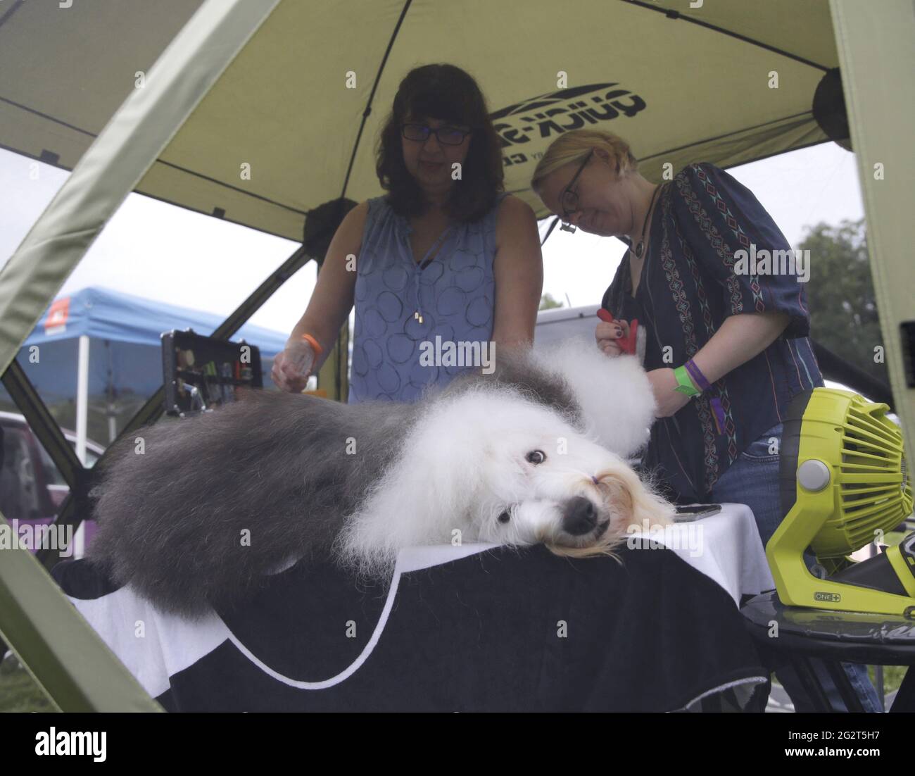 Tarrytown, United States. 12th June, 2021. An Old English Sheepdog gets groomed in the benching area at the 145th annual Westminster Kennel Club Dog Show at the Lyndhurst Estate in Tarrytown, New York on Saturday, June12, 2021. This years Westminster Dog Show was delayed due to COVID-19 and next years competition will return again to Madison Square Garden. Photo by John Angelillo/UPI Credit: UPI/Alamy Live News Stock Photo