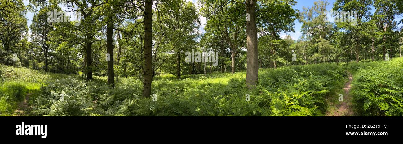 Lush green countryside hi-res stock photography and images - Alamy