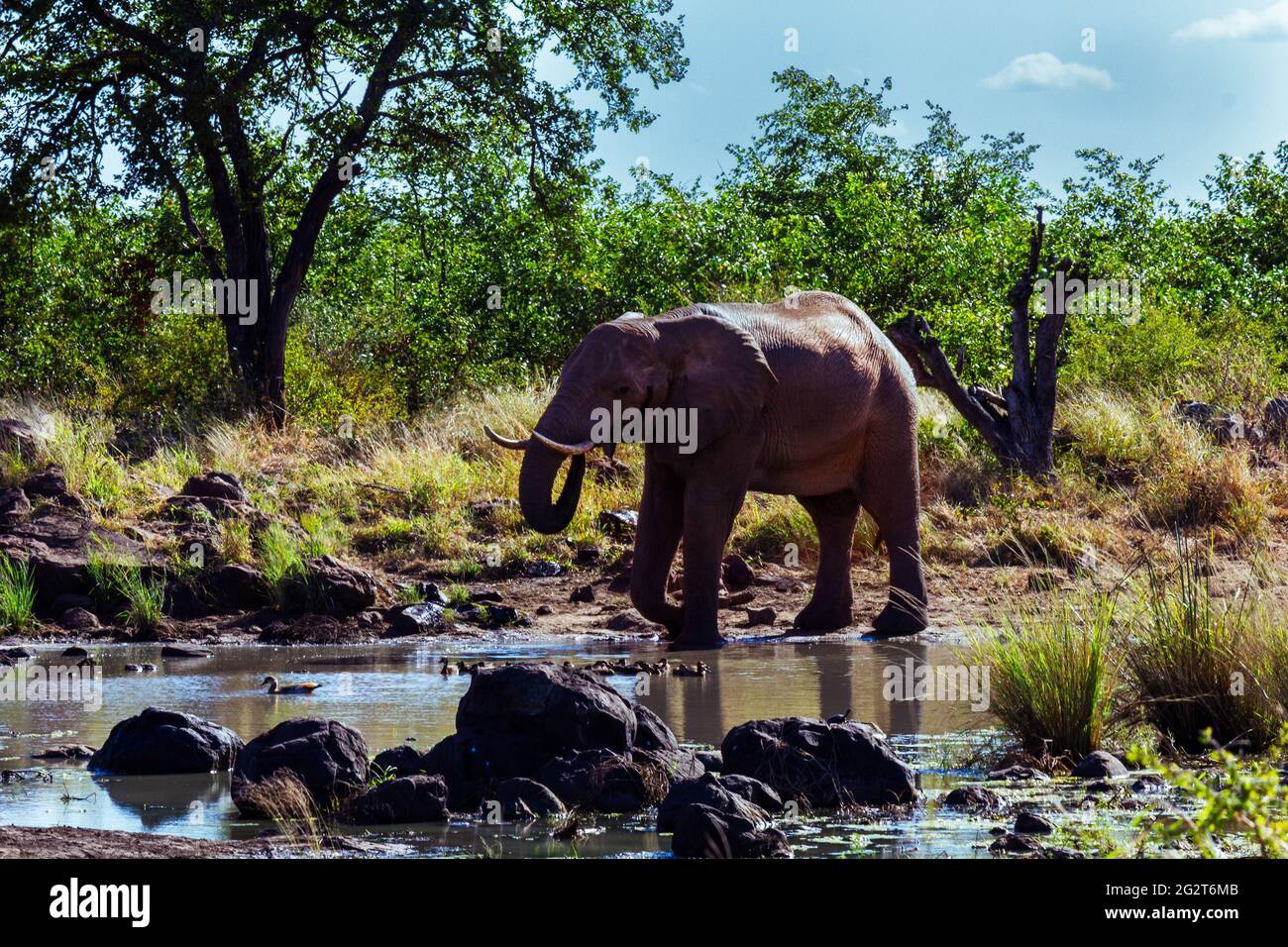 Elephant drinking water at a pond of water in the African bush Stock Photo