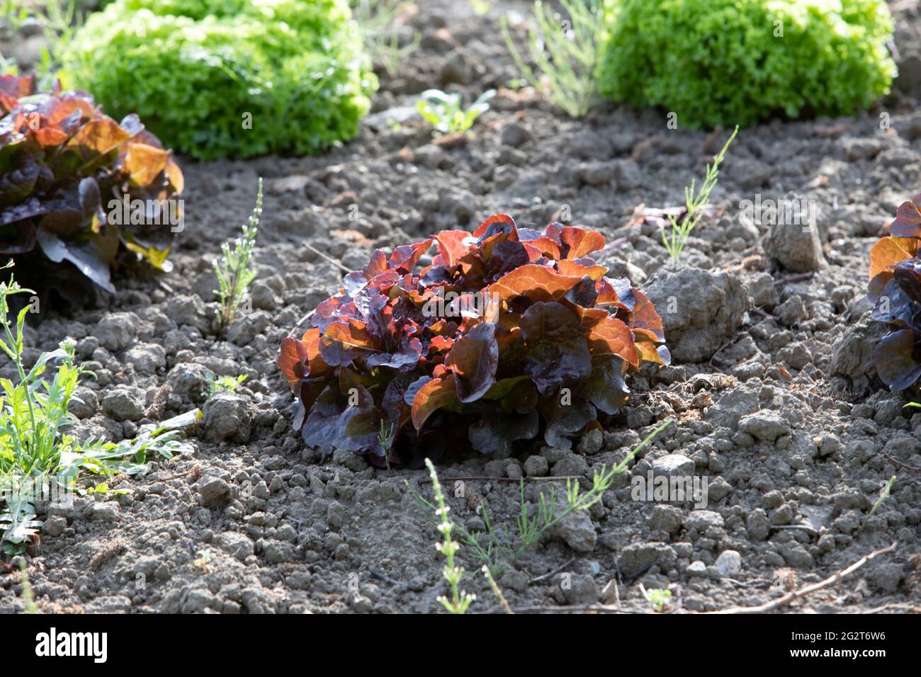young salad plants on a field Stock Photo