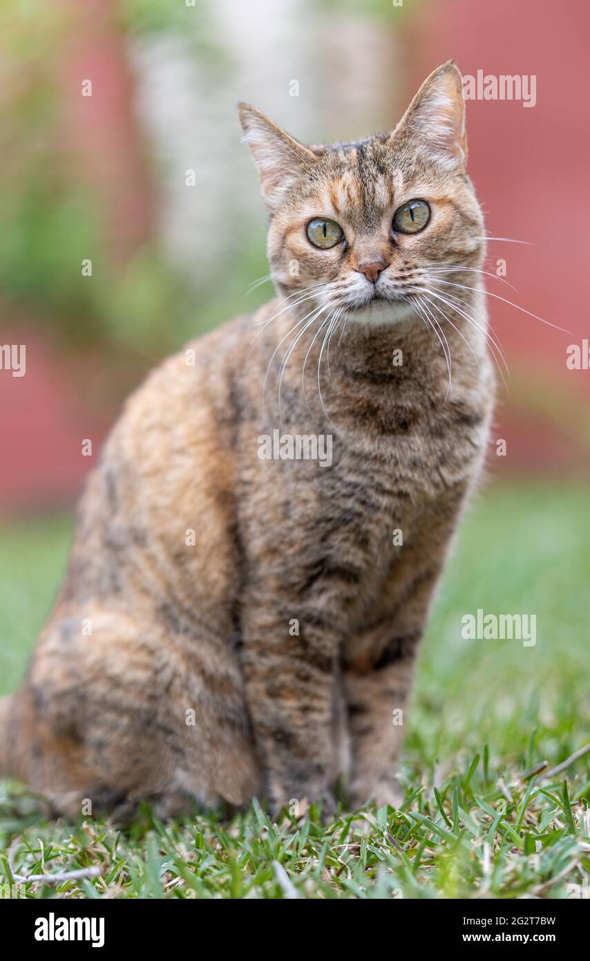 Cute Cat in the Garden Stock Photo - Alamy