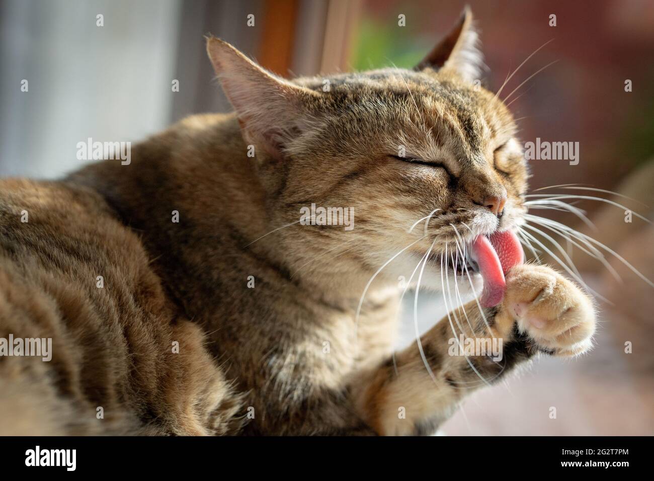 Cat Cleaning Himself with tongue out Stock Photo Alamy