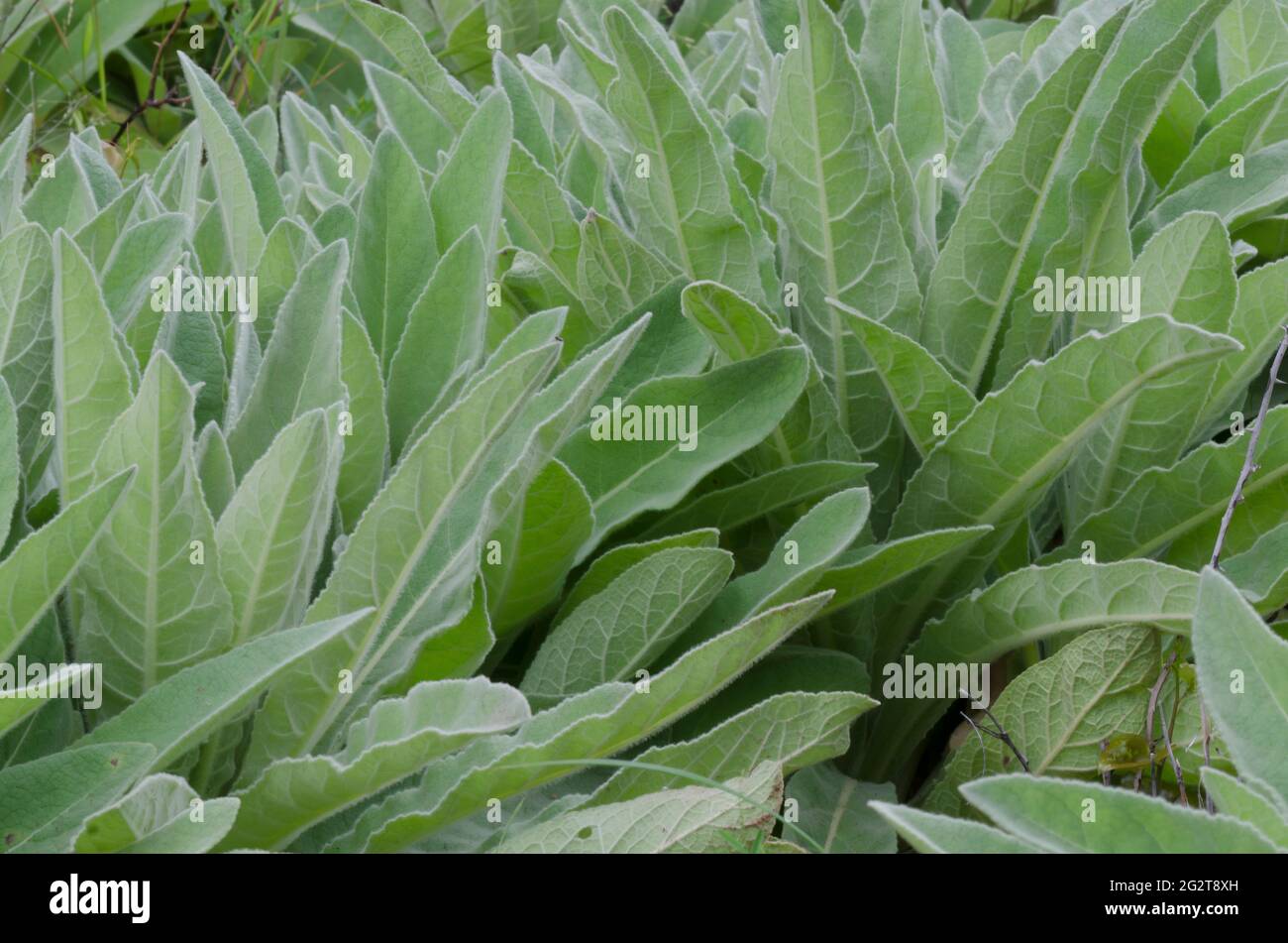 Common Mullein, Verbascum thapsus, rosettes Stock Photo