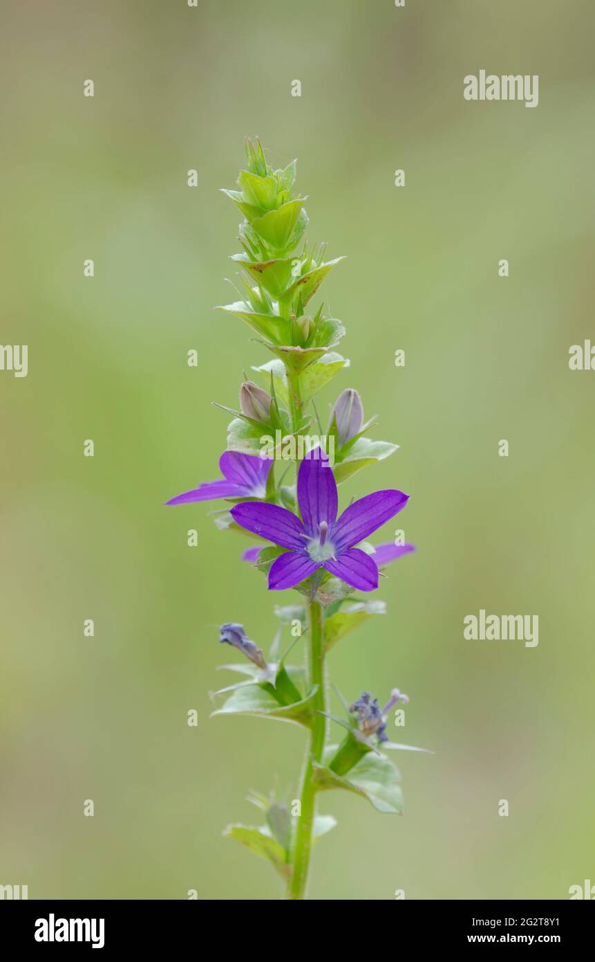 Clasping Venus' Looking-glass, Triodanis perfoliata Stock Photo