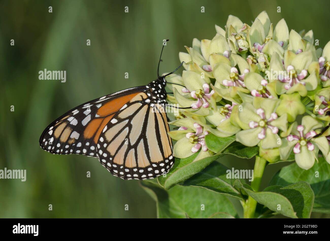 Monarch, Danaus plexippus, nectaring from green milkweed, Asclepias viridis Stock Photo