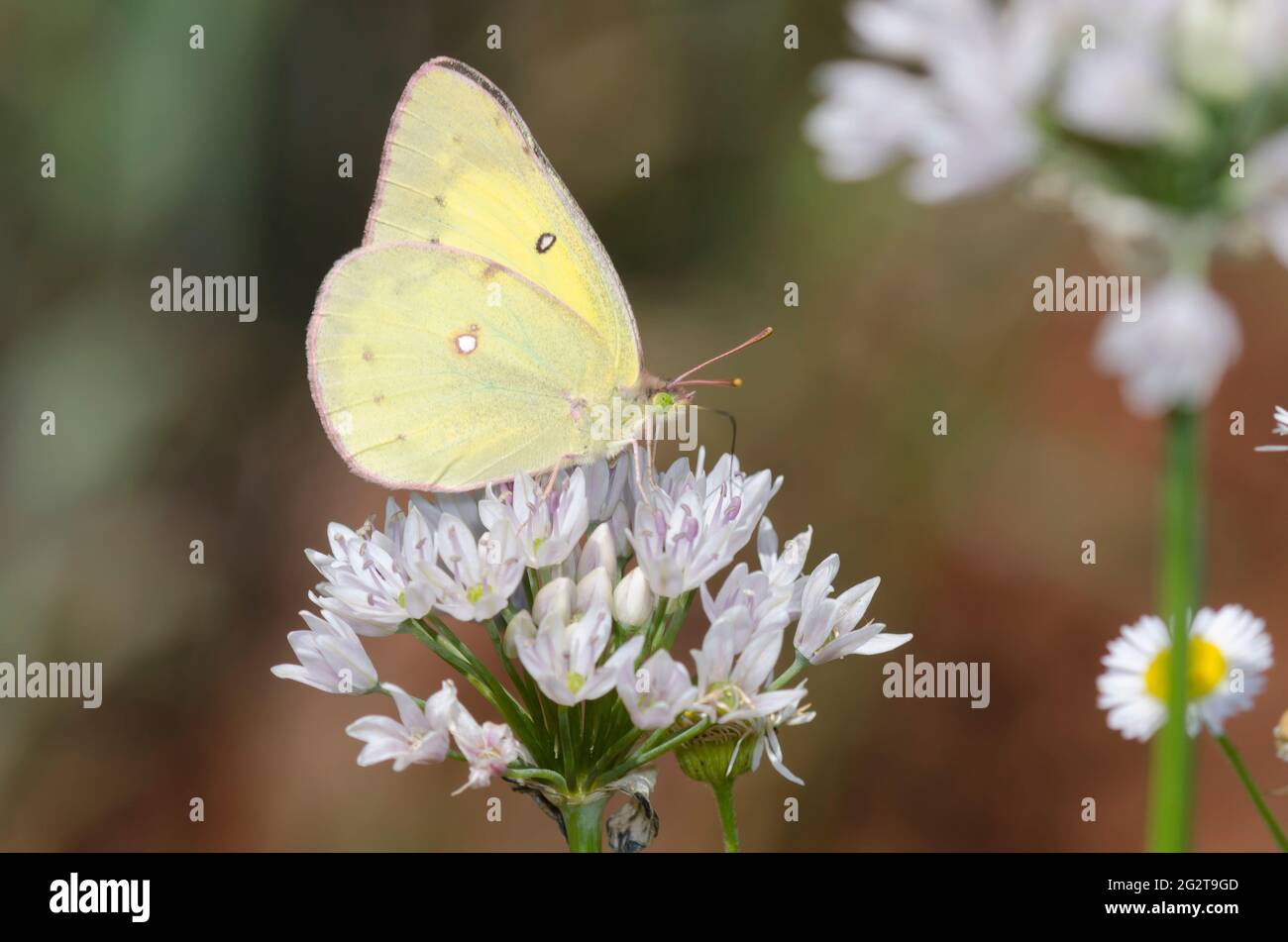 Orange Sulphur, Colias eurytheme, nectaring from meadow garlic, Allium canadense Stock Photo