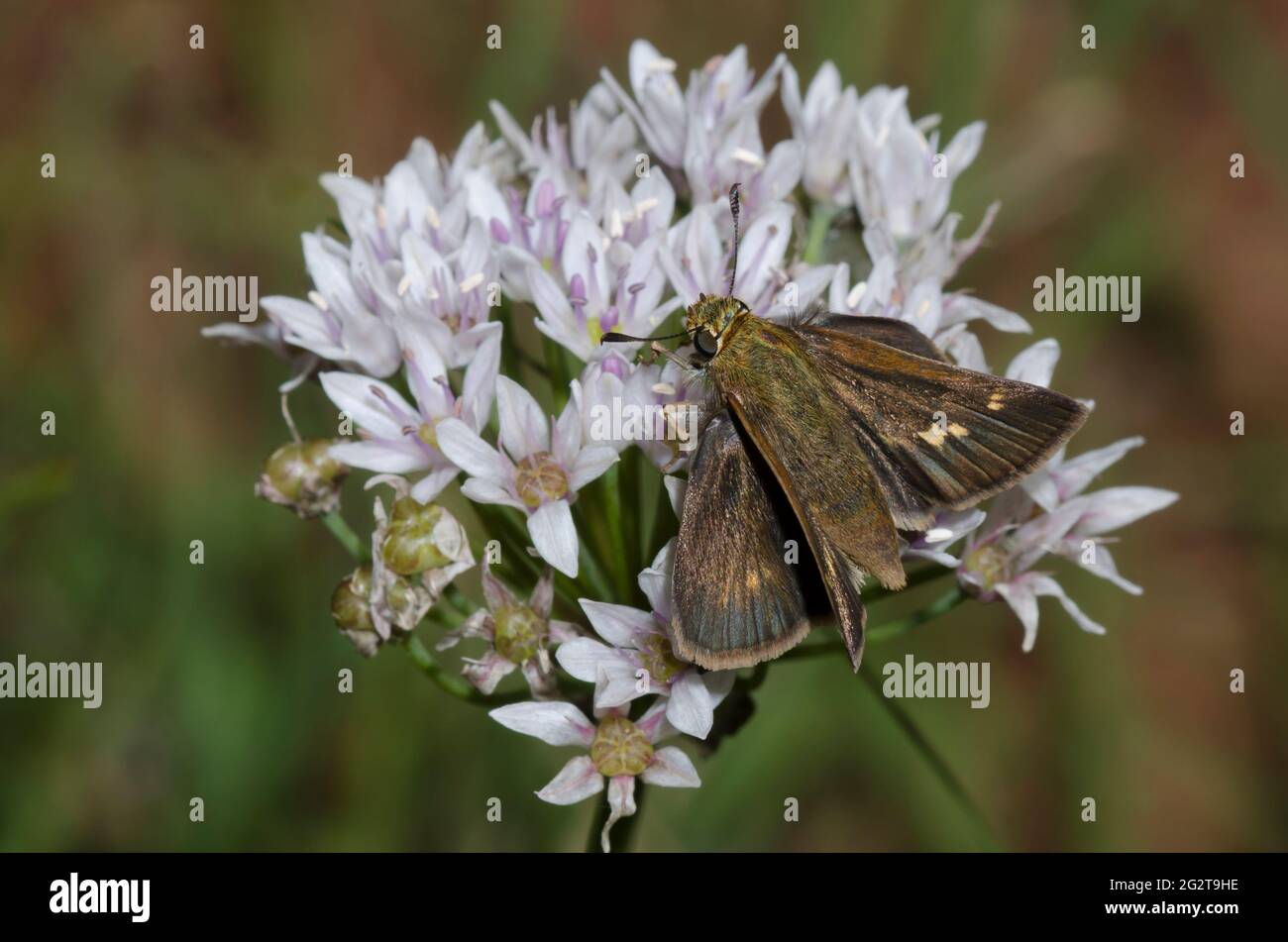 Northern Broken-dash, Polites egeremet, female nectaring from meadow garlic, Allium canadense Stock Photo