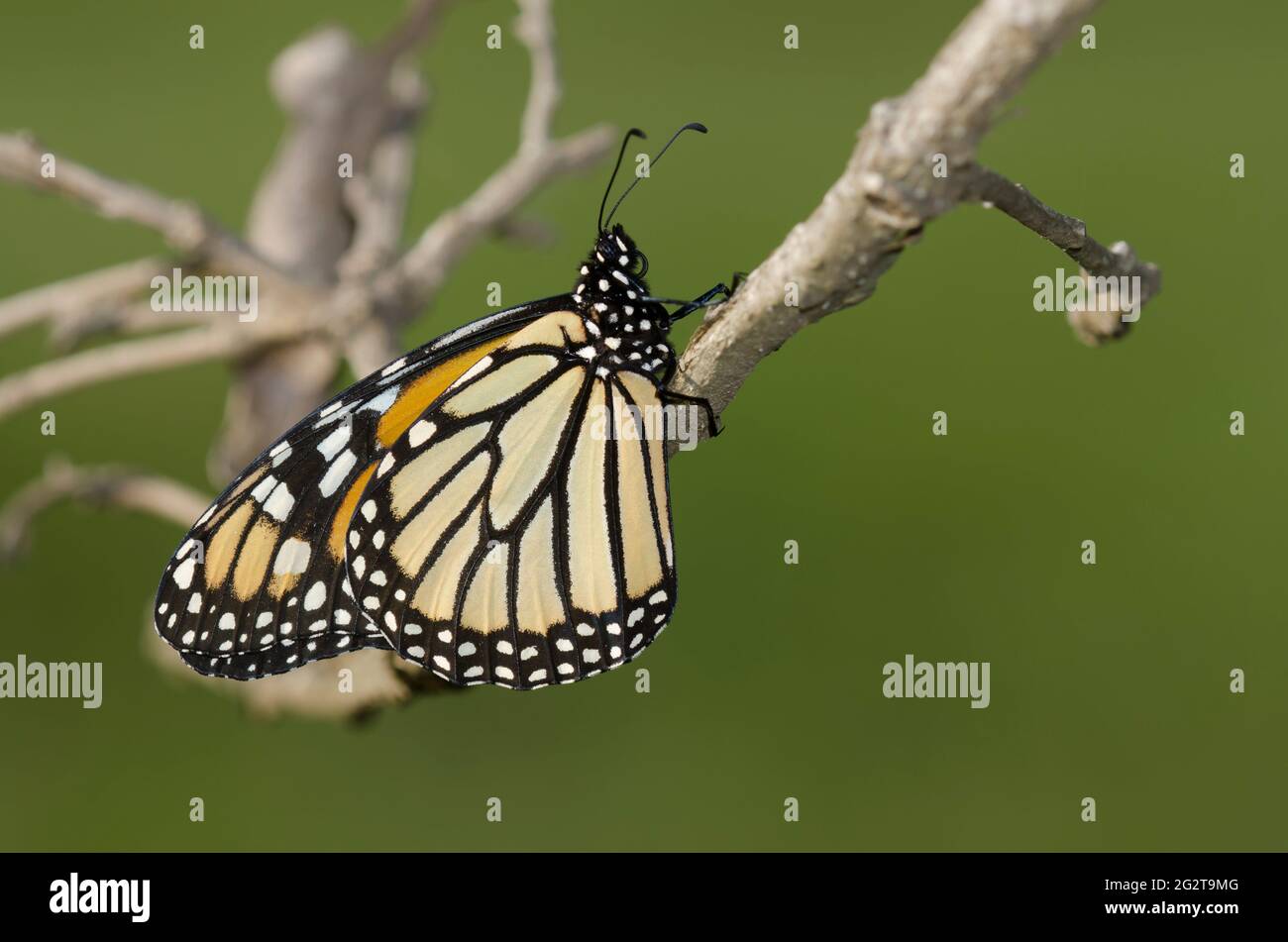 Monarch, Danaus plexippus Stock Photo