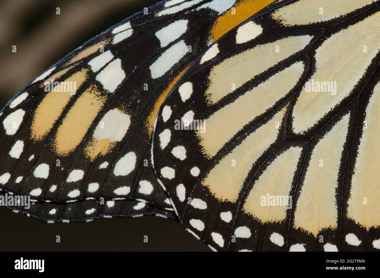 Monarch, Danaus plexippus, wing detail Stock Photo