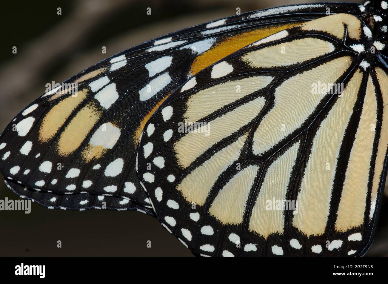 Monarch, Danaus plexippus, wing detail Stock Photo