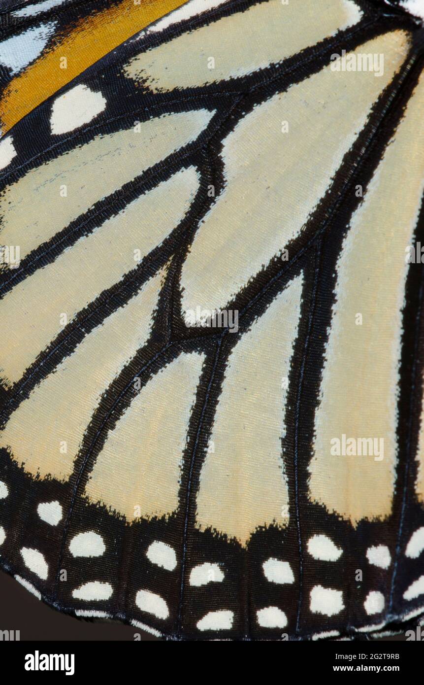 Monarch, Danaus plexippus, wing detail Stock Photo