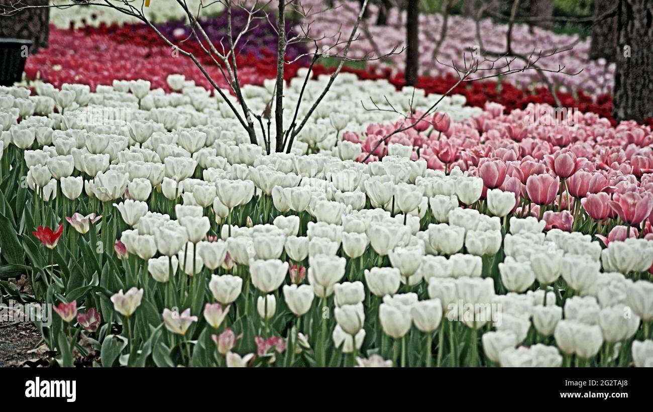Fully bloomed tulips in Garvin Woodland Gardens, Hot Springs, AR, USA