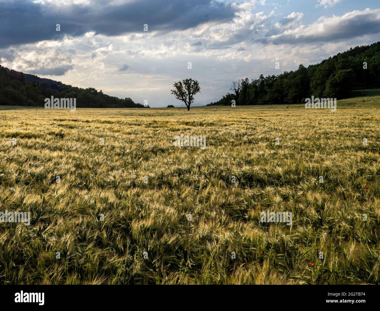 Cereal field ready to harvest Stock Photo - Alamy