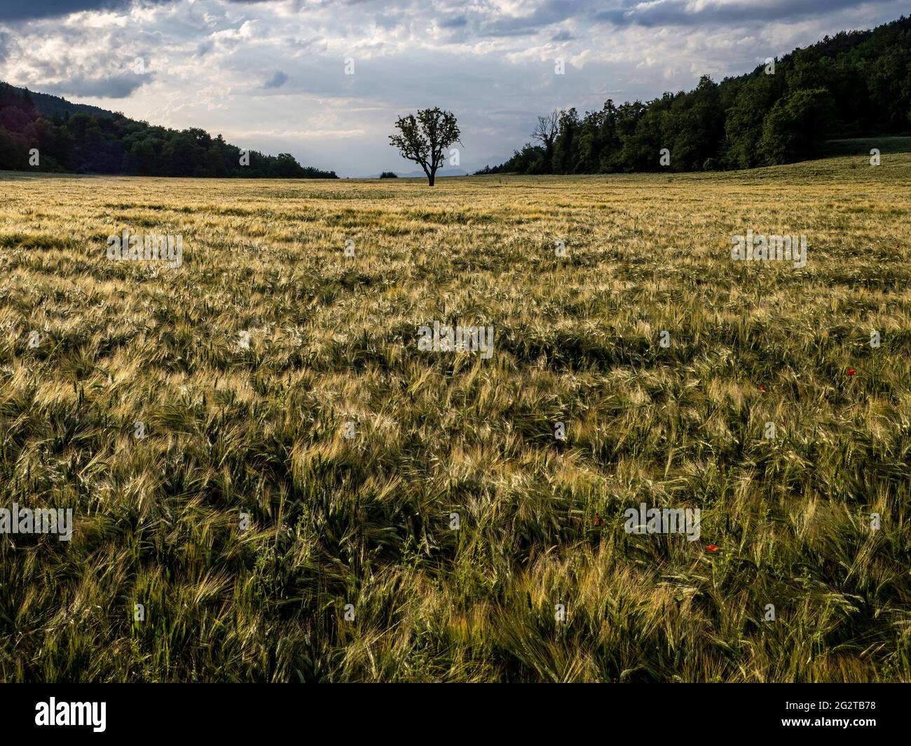 Cereal field ready to harvest Stock Photo - Alamy