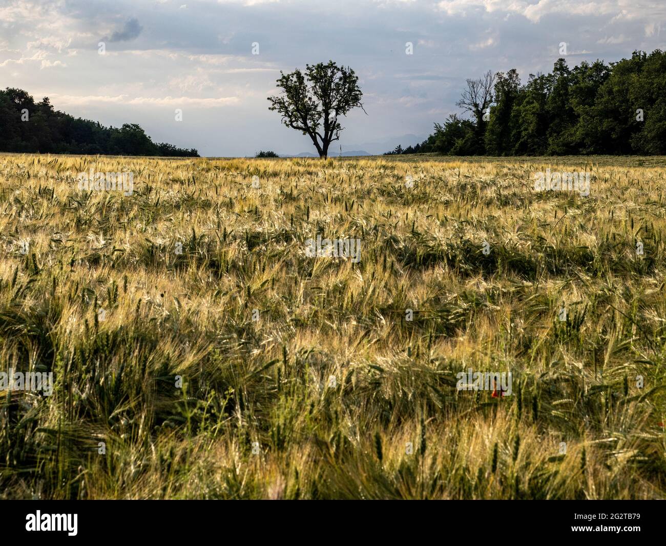Cereal field ready to harvest Stock Photo - Alamy