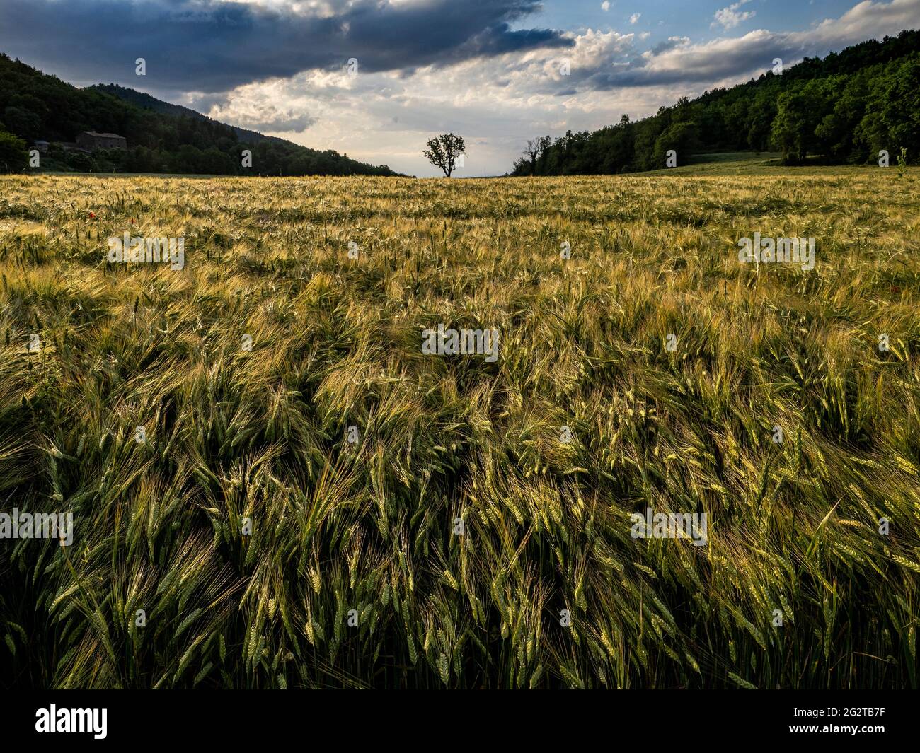 Cereal field ready to harvest Stock Photo - Alamy