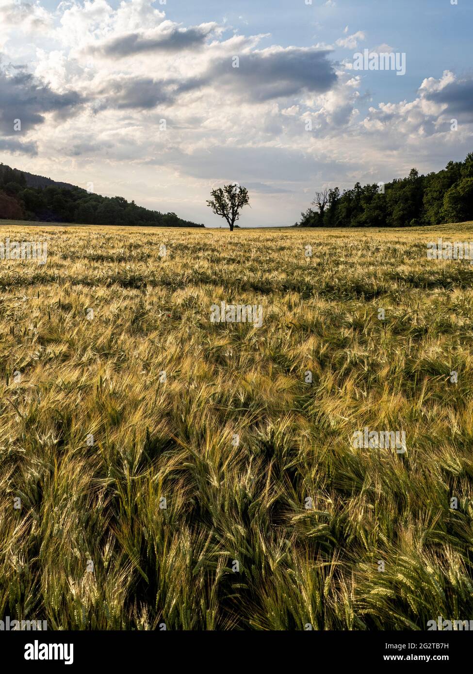 Cultivation Field Country Scene In Hi res Stock Photography And Images cultivation-field-country-scene-in-hi-res-stock-photography-and-images