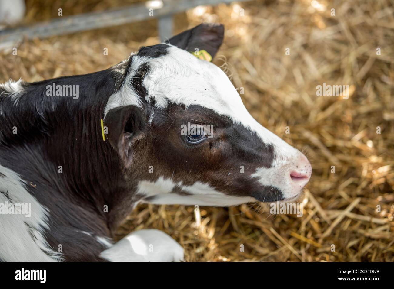 Close up shot of a black and white calf Stock Photo - Alamy