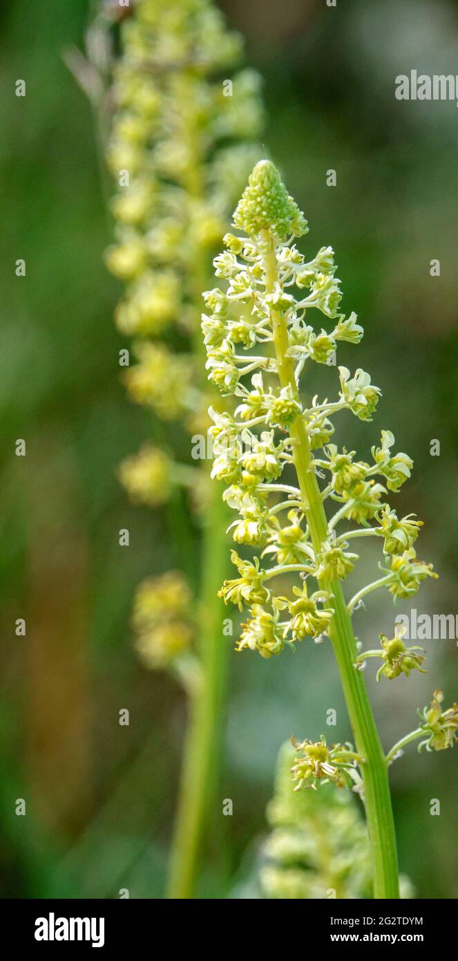 Reseda lutea, the yellow mignonette or wild mignonette, is a species of fragrant herbaceous plant growing on Salisbury Plain chalk and grass lands, Wi Stock Photo