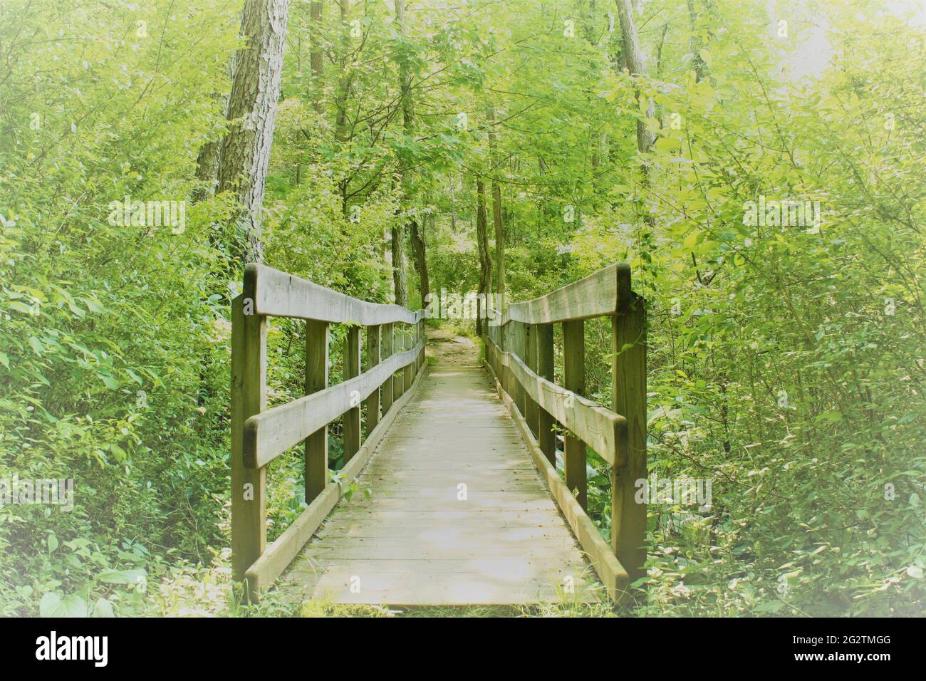 Fairy bridge in the woods Stock Photo