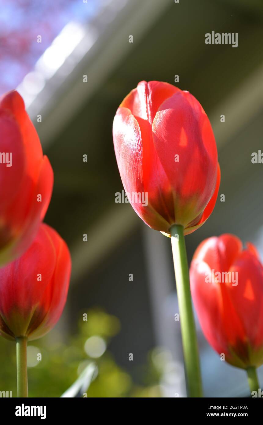 Red tulip Stock Photo