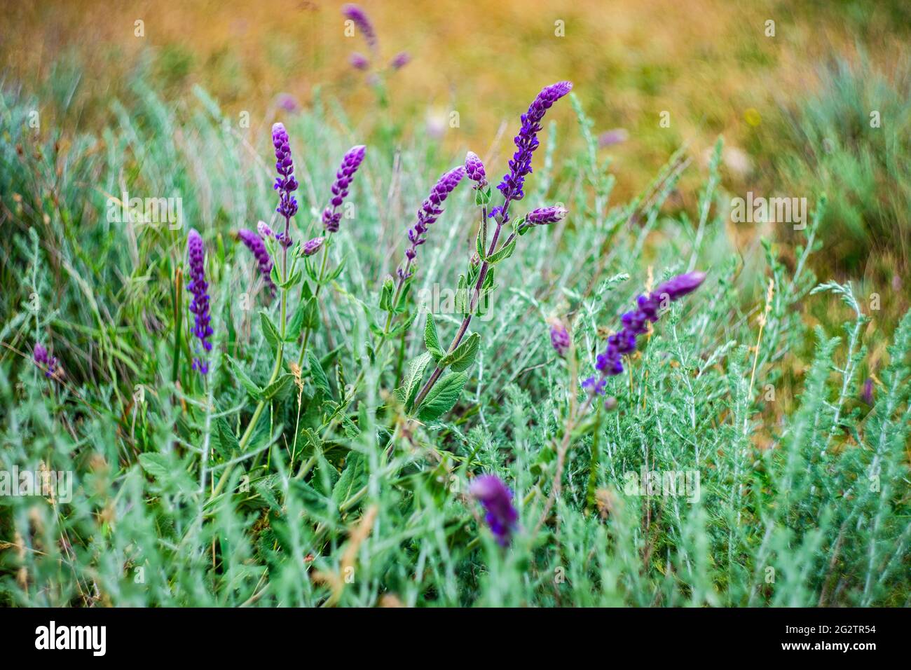 Summer background with wild blue flowers in a meadow Stock Photo - Alamy