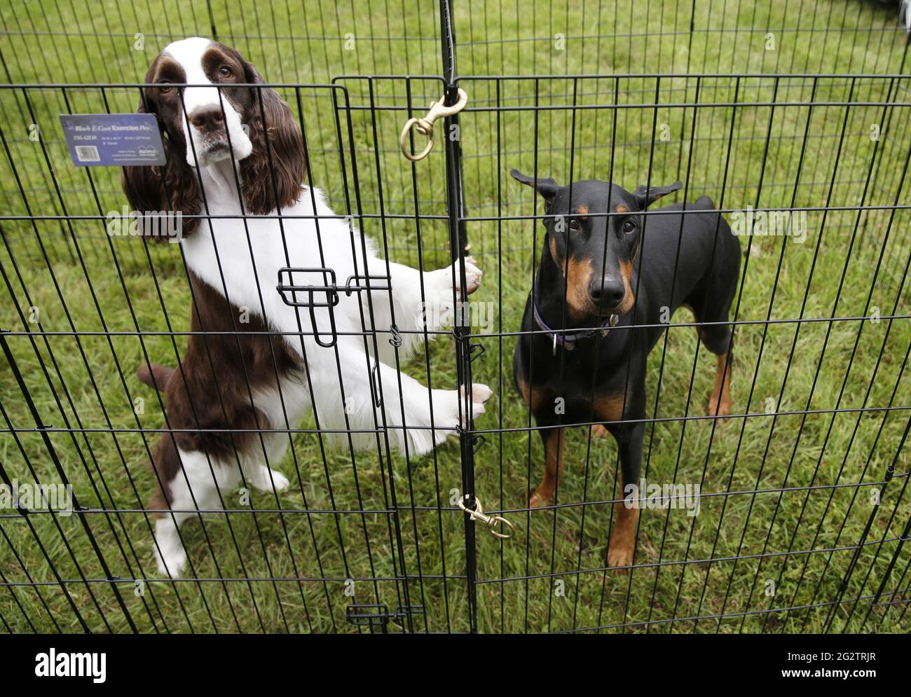 Tarrytown, United States. 12th June, 2021. An English Springer Spaniel and a Miniature Pinscher wait in the benching area at the 145th annual Westminster Kennel Club Dog Show at the Lyndhurst Estate in Tarrytown, New York on Saturday, June12, 2021. This years Westminster Dog Show was delayed due to COVID-19 and next years competition will return again to Madison Square Garden. Photo by John Angelillo/UPI Credit: UPI/Alamy Live News Stock Photo