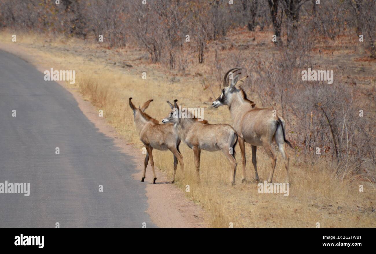 Rare male roan antelope with two younger animals in the wild in Kruger National Park in South Africa Stock Photo