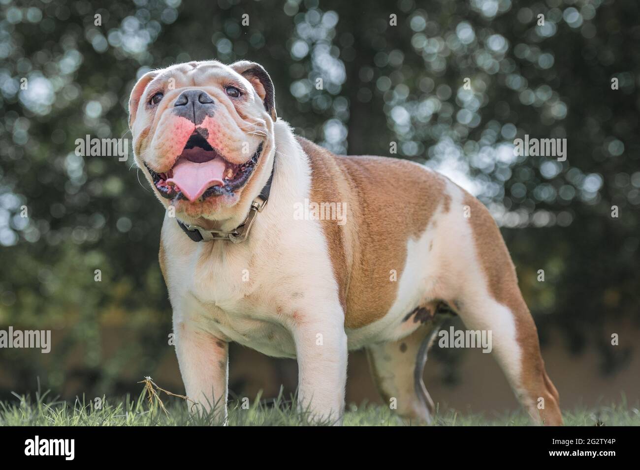 How Do English Bulldogs Play