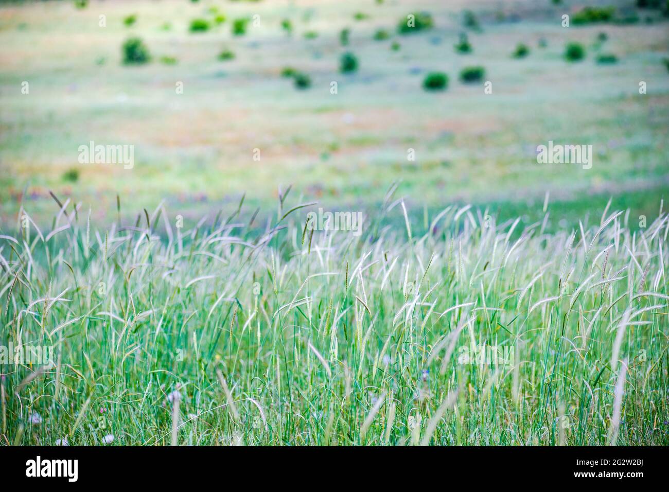 Summer background with wheat field Stock Photo - Alamy