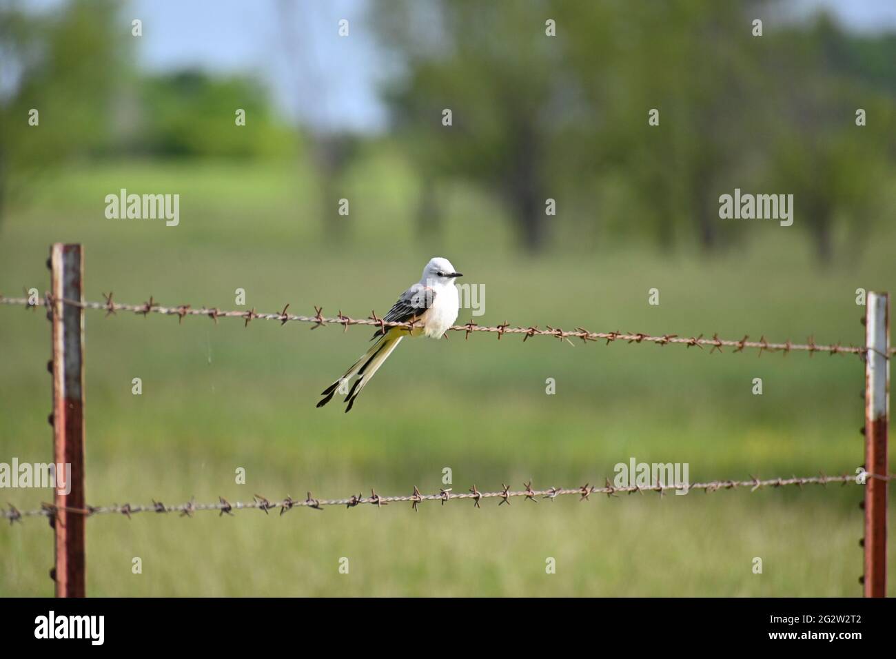 Scissor-tail flycatcher on barbed wire fence Stock Photo