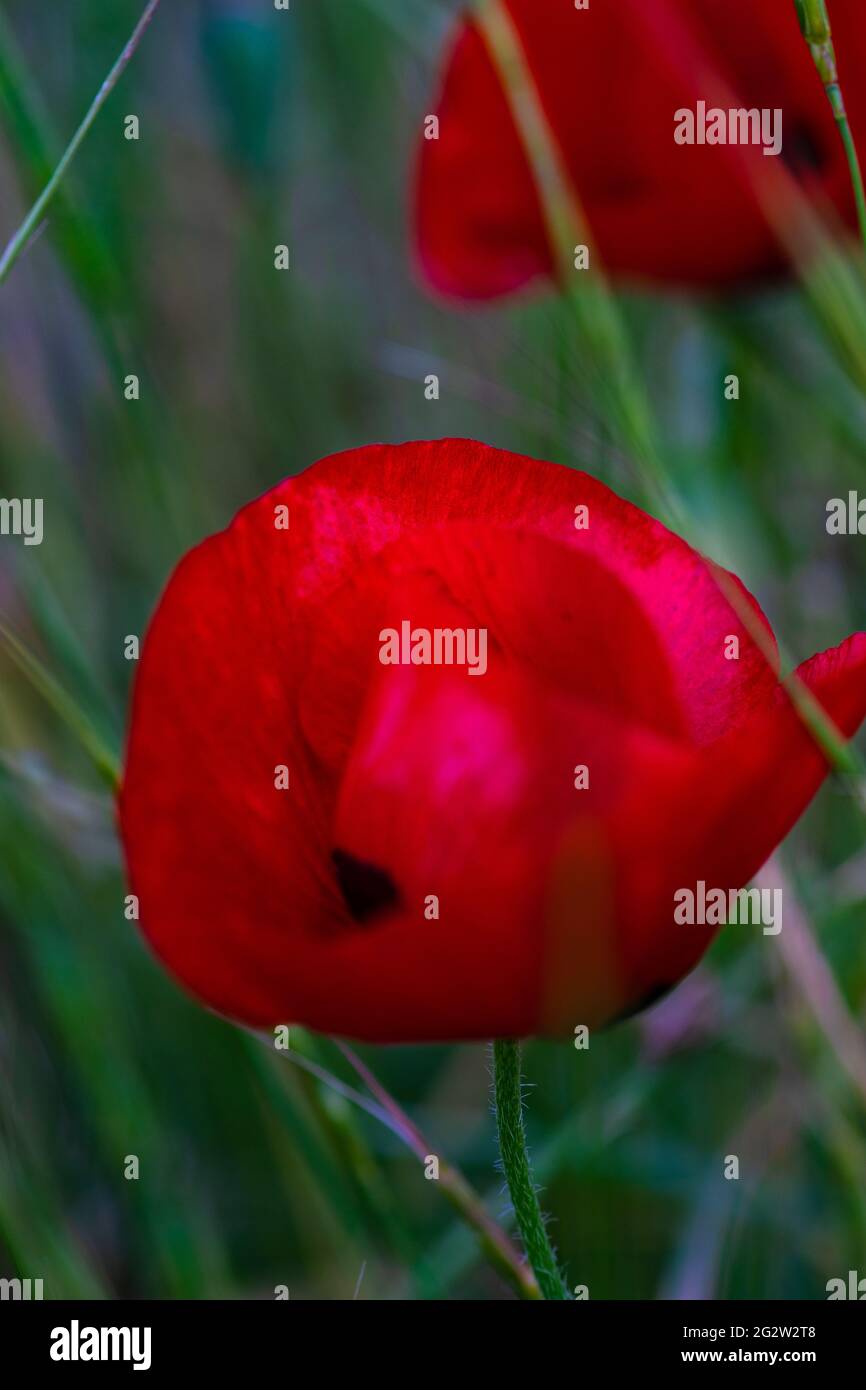 Summer background with red poppy flowers in a meadow Stock Photo - Alamy