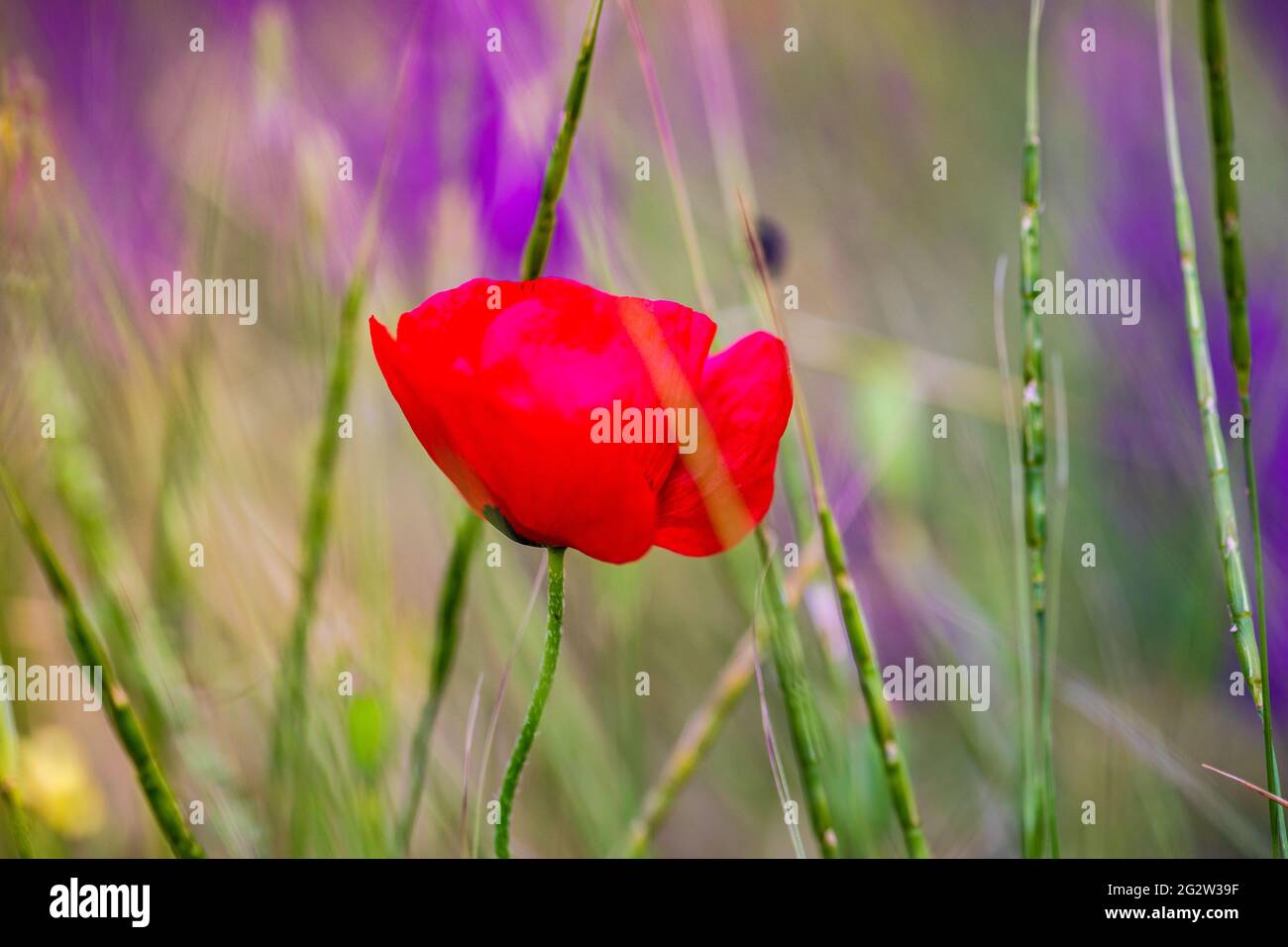 Summer background with red poppy flowers in a meadow Stock Photo - Alamy