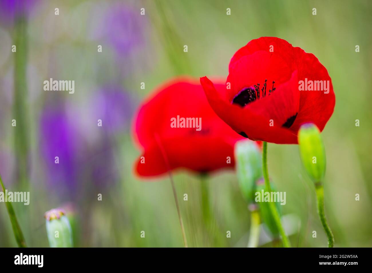 Summer background with red poppy flowers in a meadow Stock Photo - Alamy