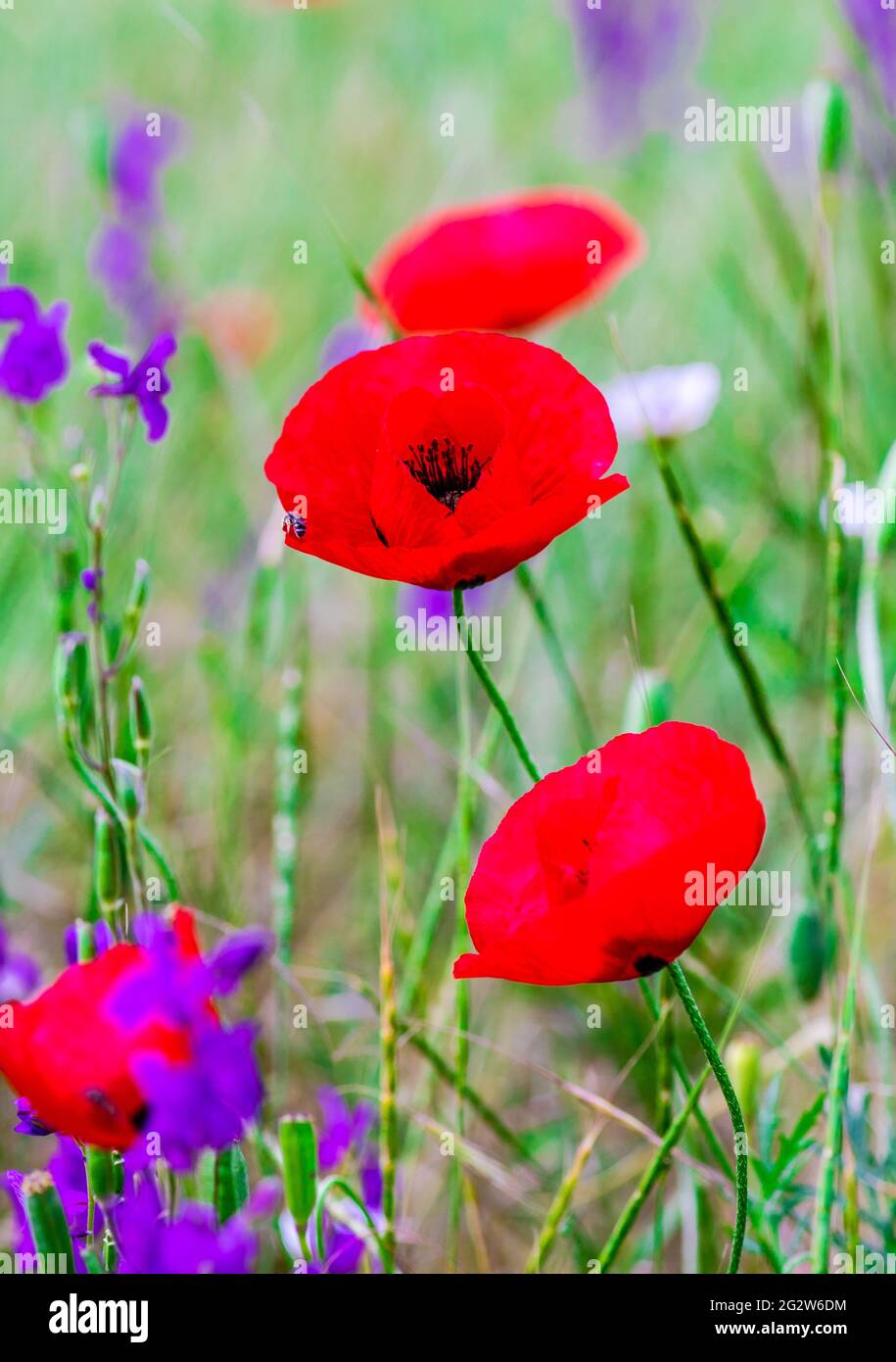 Summer background with red poppy flowers in a meadow Stock Photo - Alamy